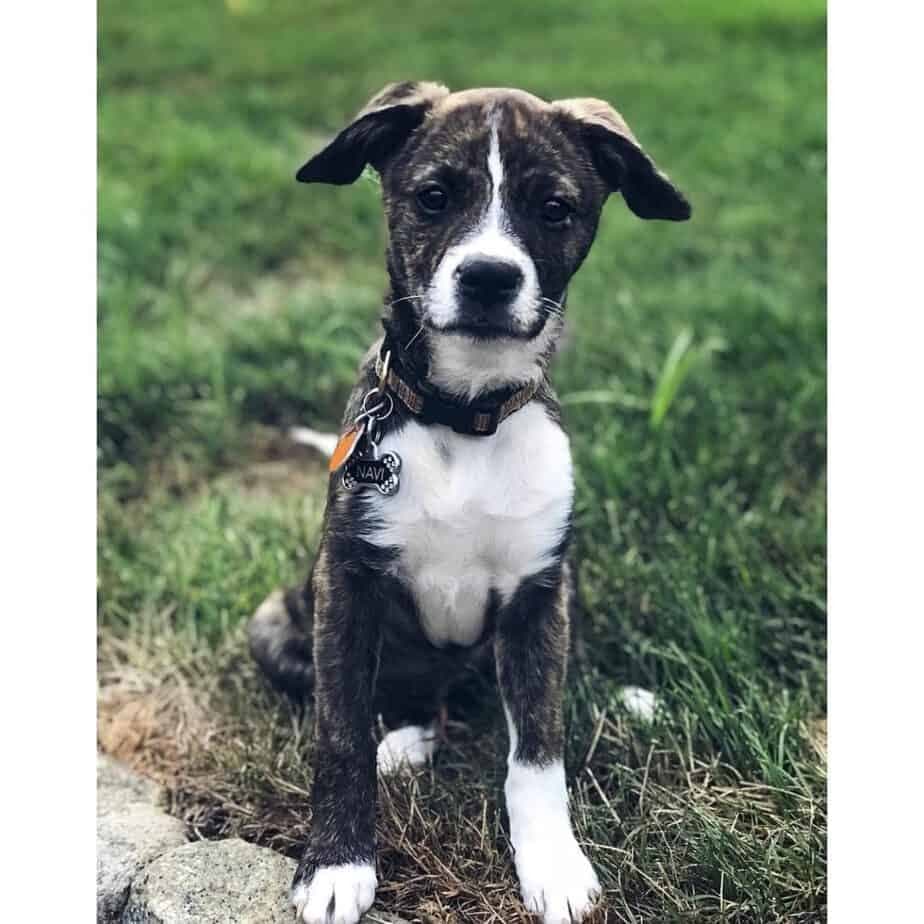 Corgi hound mix