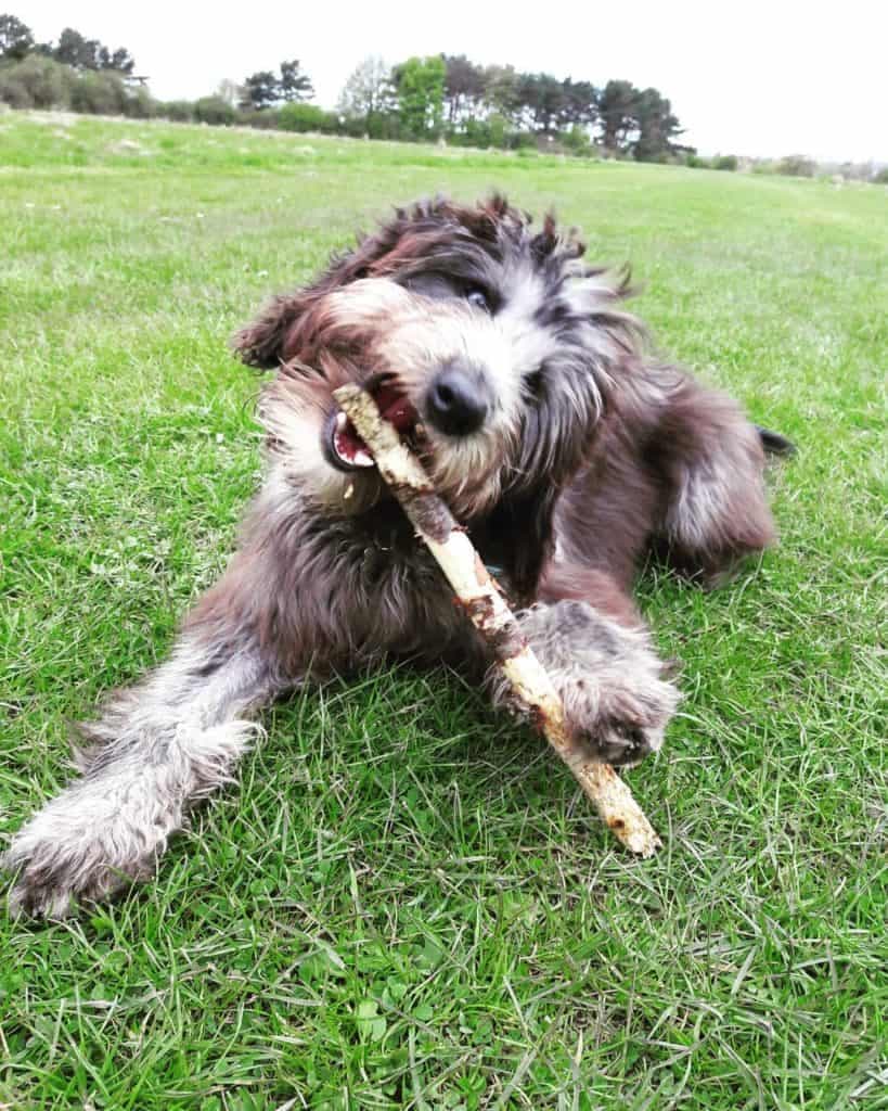 Poodle Hound Mix