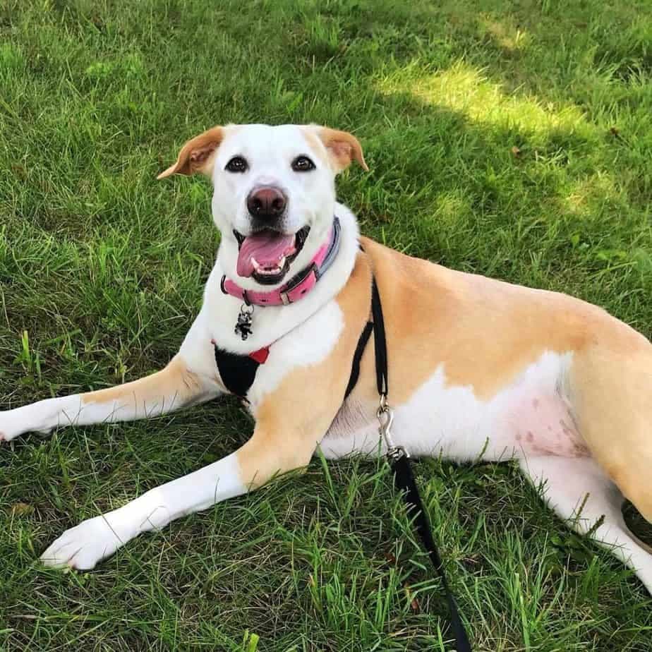 Labrador hound mix