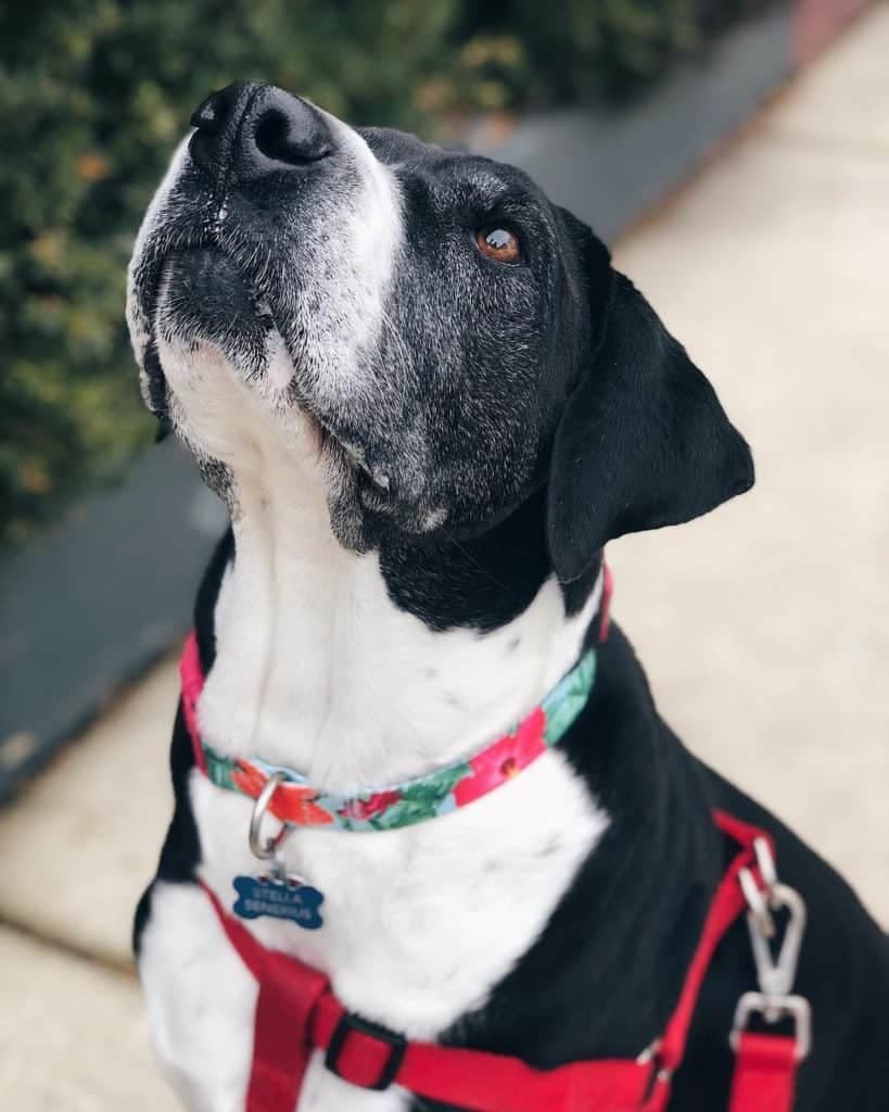 Great dane hound mix