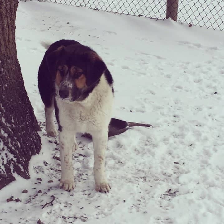 Australian shepherd hound mix