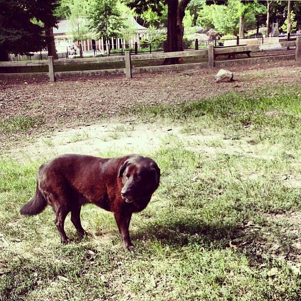 St. Bernard hound mix