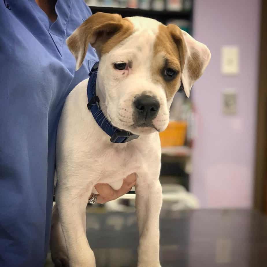 American bulldog hound mix