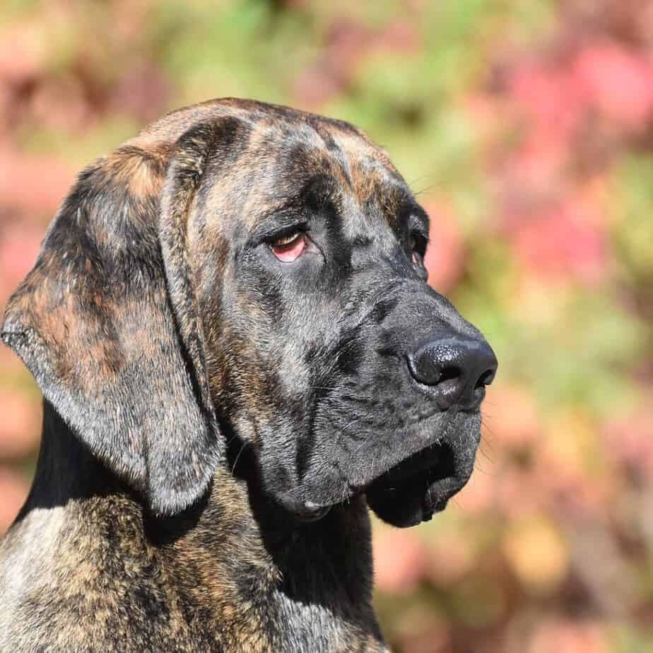 Cane corso hound mix