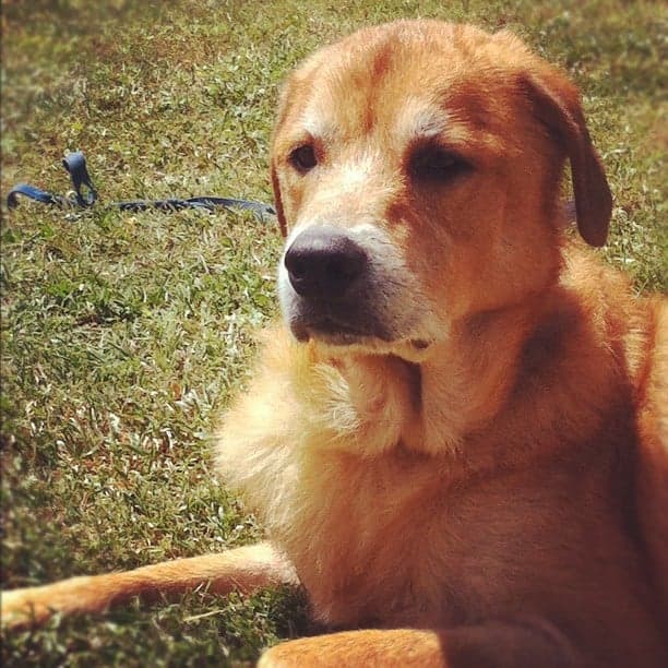 Golden retriever hound mix