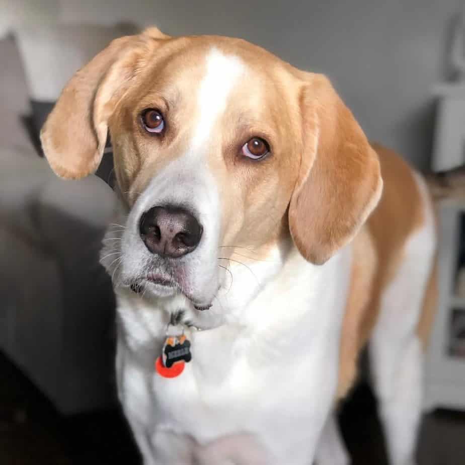 Great Pyrenees Hound Mix