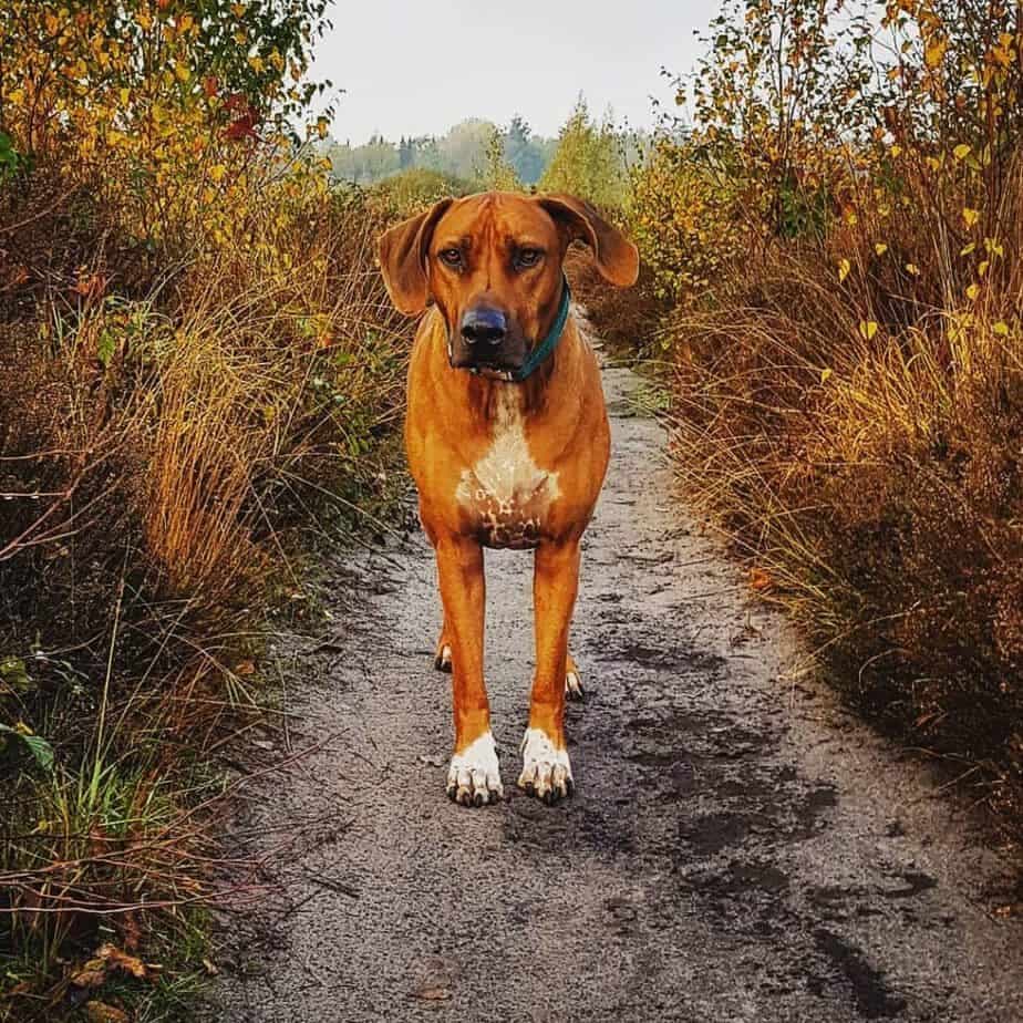 Rhodesian Ridgeback Hound Mix