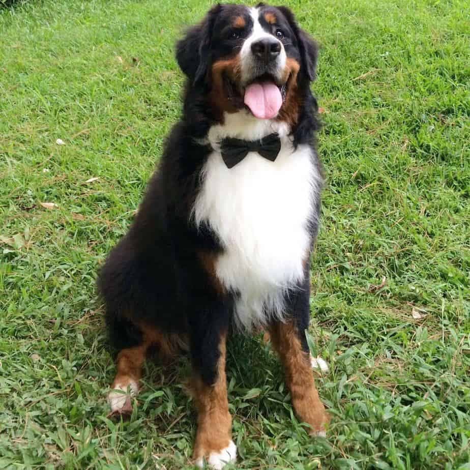 Bernese Mountain Dog Hound Mix