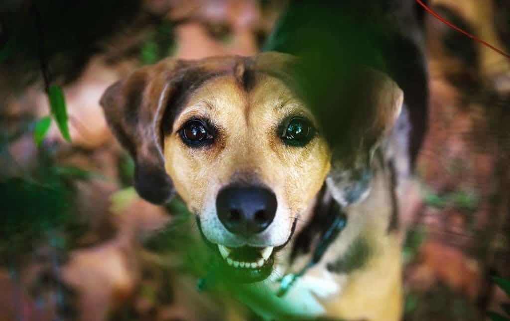 Catahoula Hound Mix