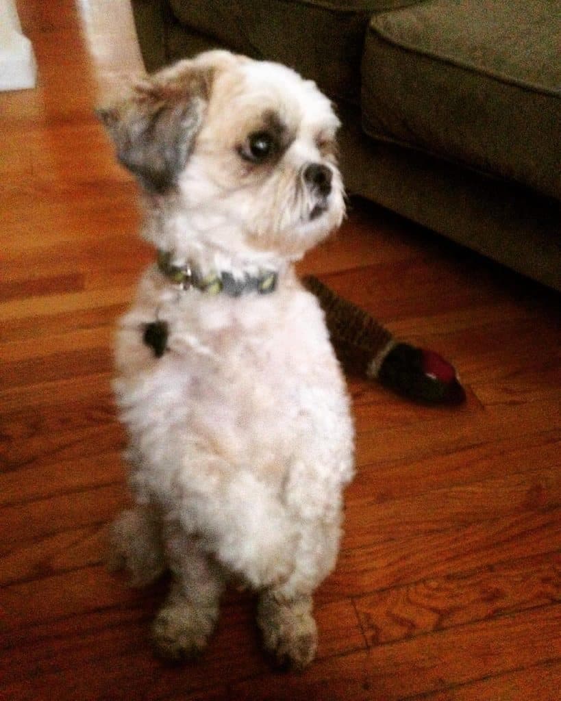What type of dog is a hound mix?