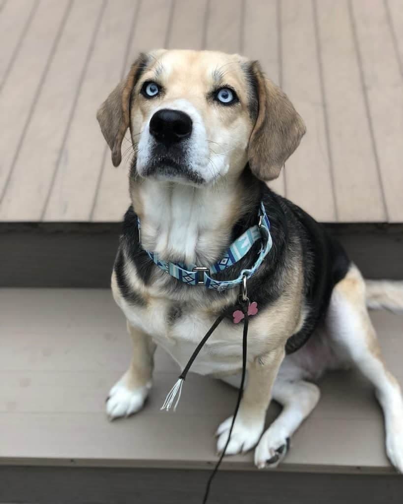 Husky beagle mix