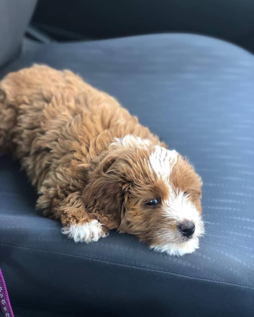 Poodle Beagle Mix