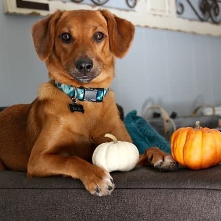 Chow Chow Beagle Mix