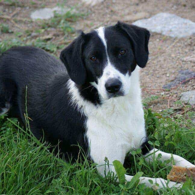 Border collie beagle mix