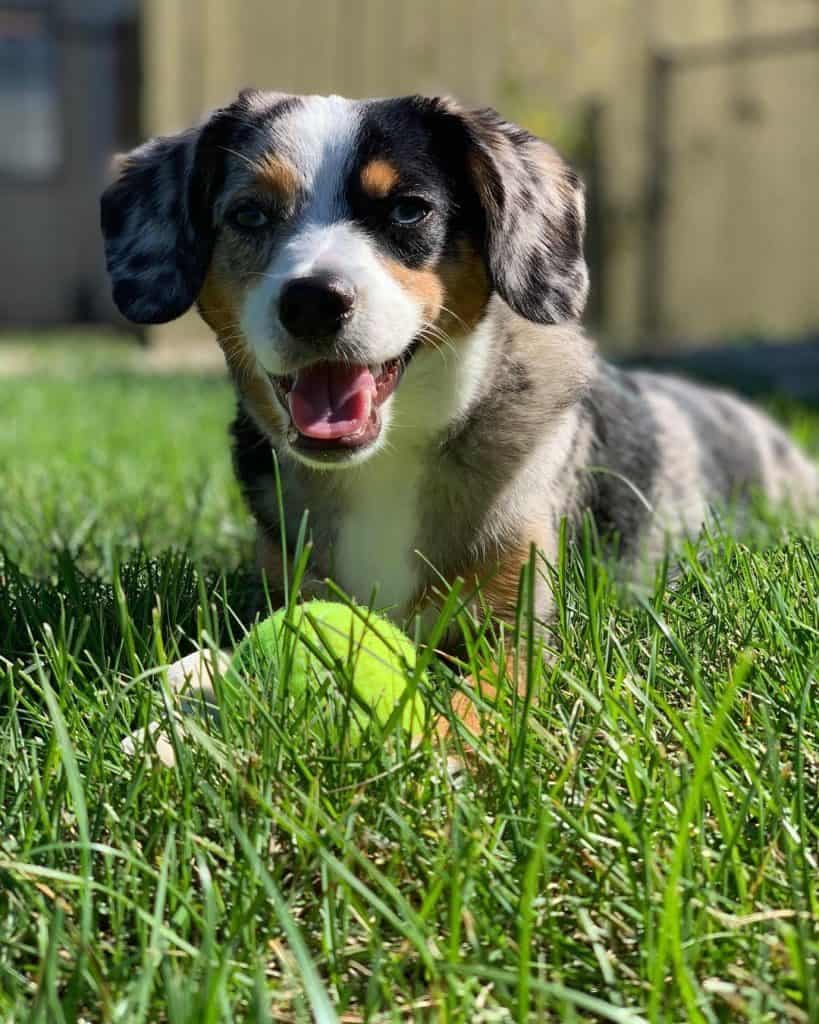 Australian Shepherd Beagle Mix