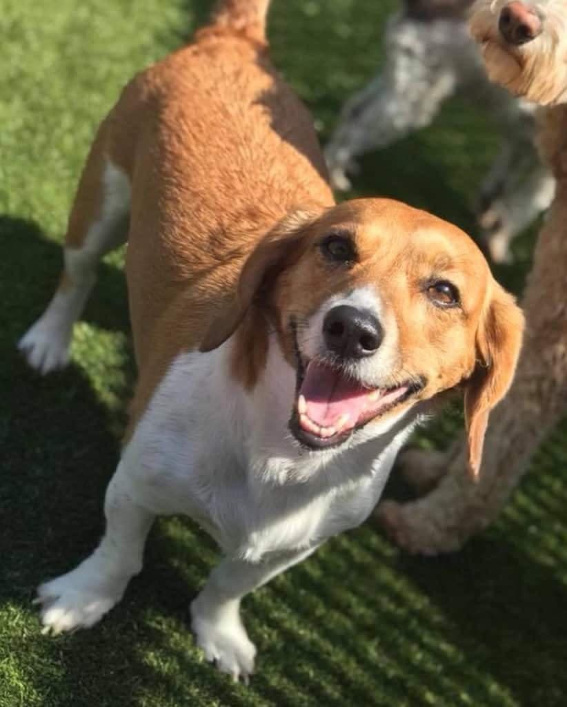 Dachshund beagle mix