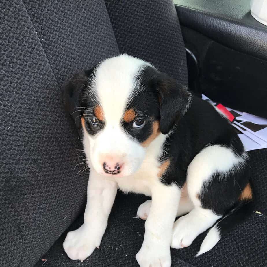 St. Bernard Beagle Mix