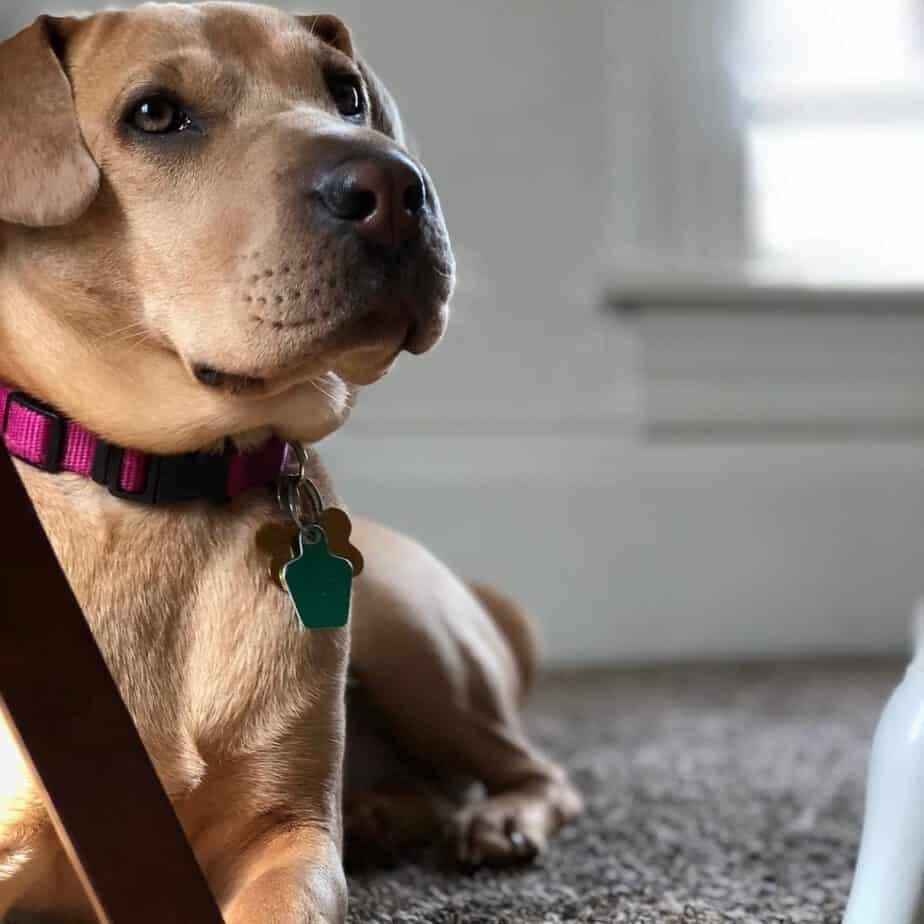 Shar pei beagle mix