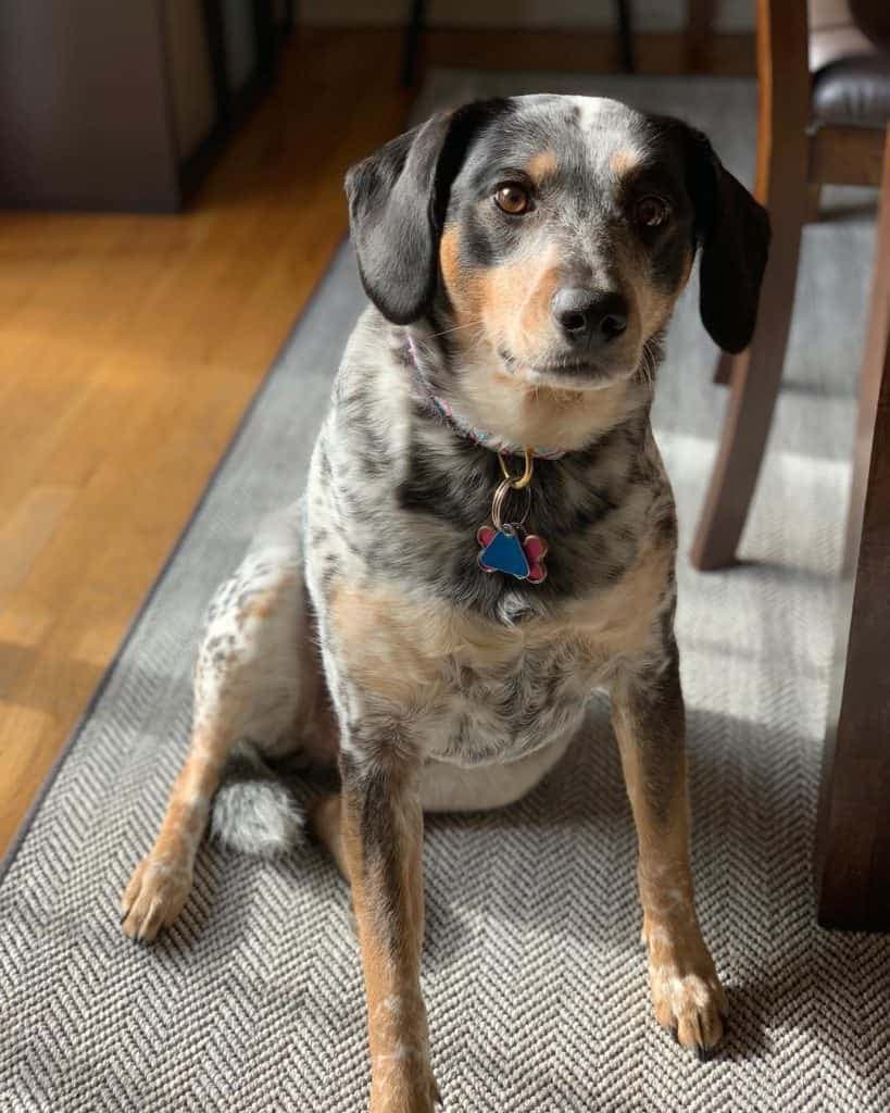 Blue heeler beagle mix