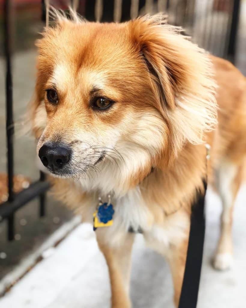 Golden Retriever Beagle Mix