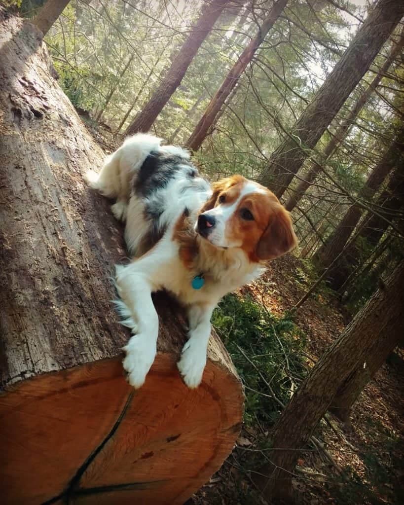 Great pyrenees beagle mix