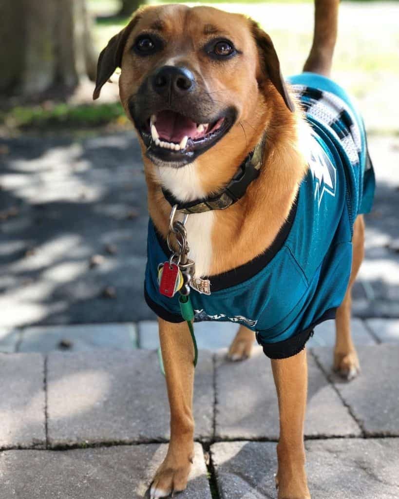 Rhodesian Ridgeback Beagle Mix