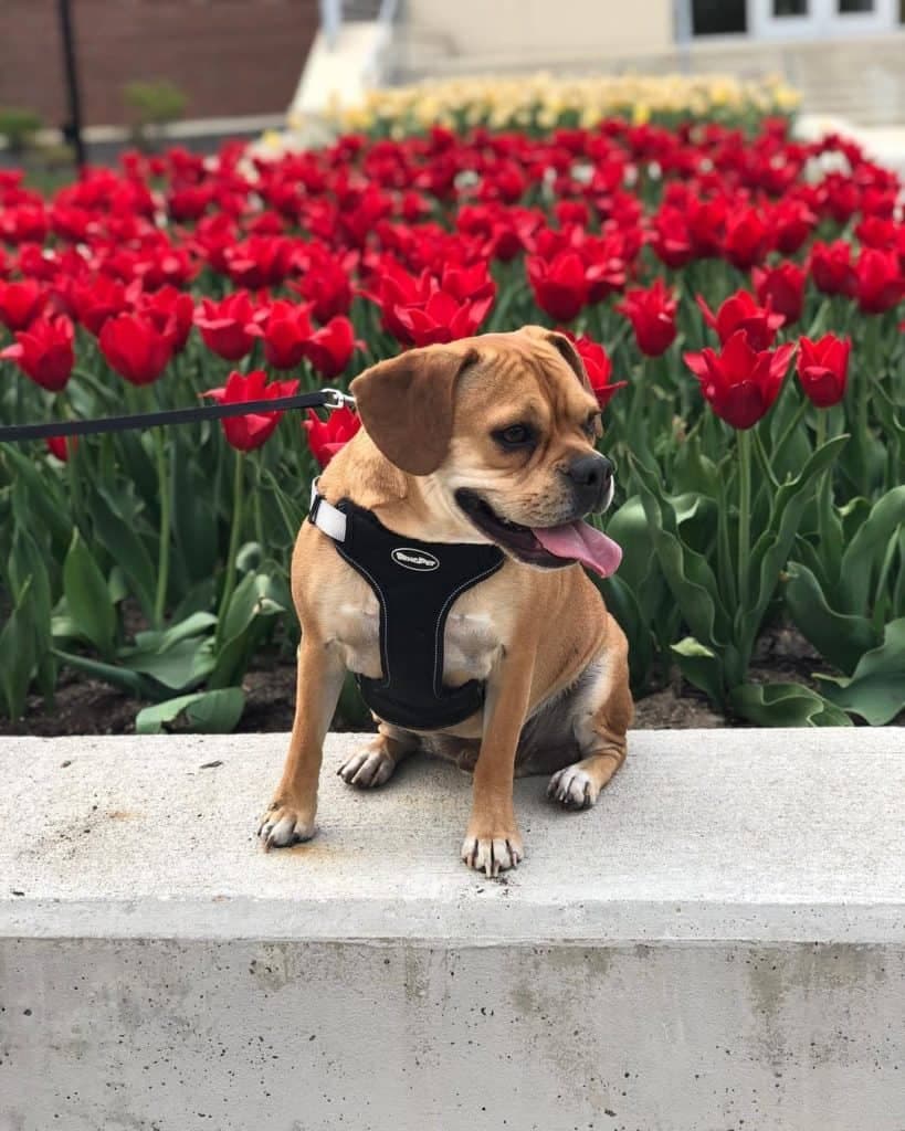 French bulldog beagle mix