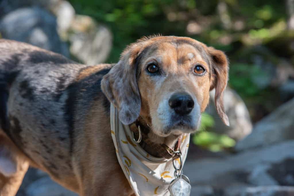 Catahoula Beagle Mix