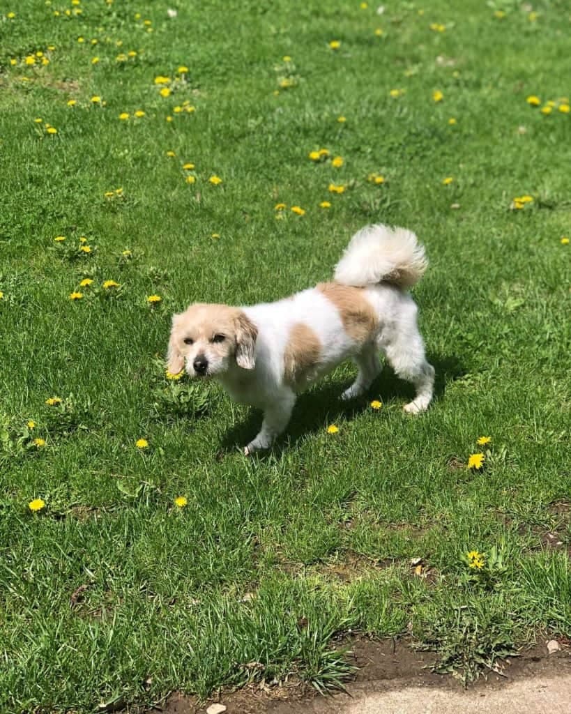 Shih tzu beagle mix