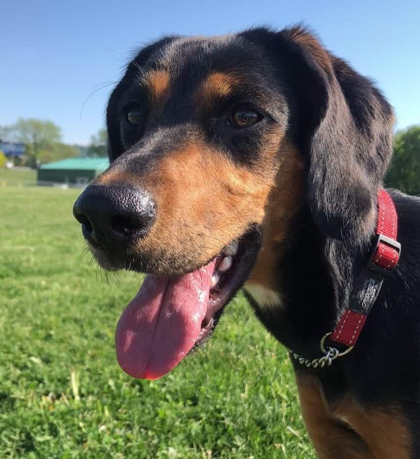 Doberman and beagle sales mix