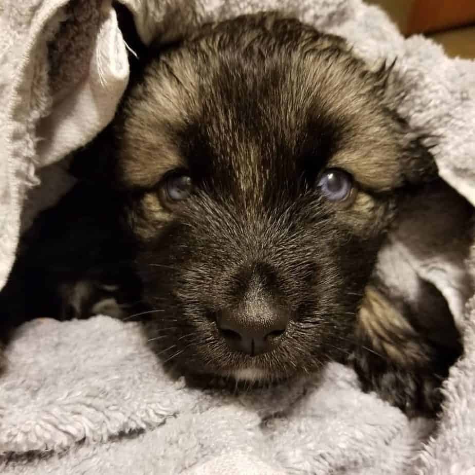 Husky german shepherd mix