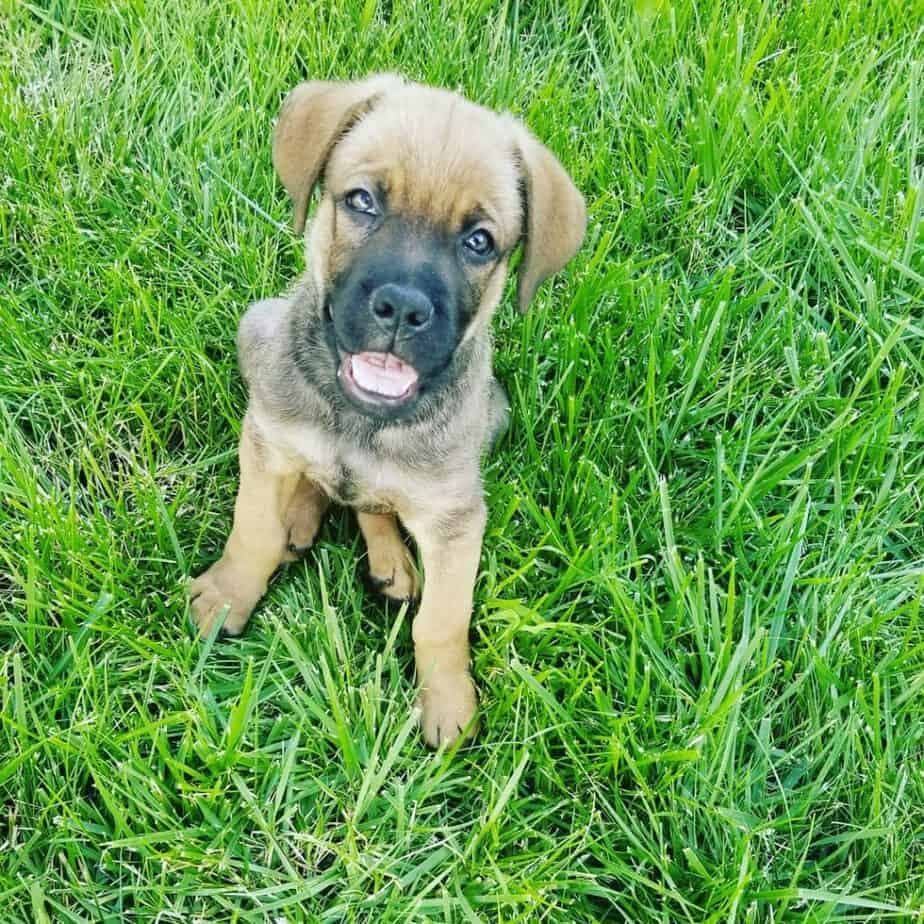 Bull mastiff german shepherd mix