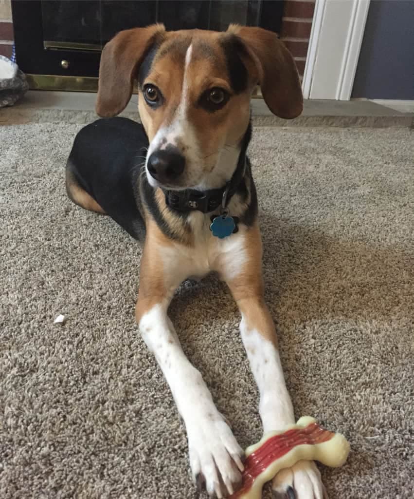 Beagle German Shepherd Mix 