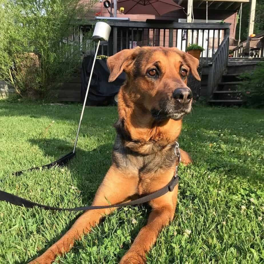 Labrador german shepherd mix