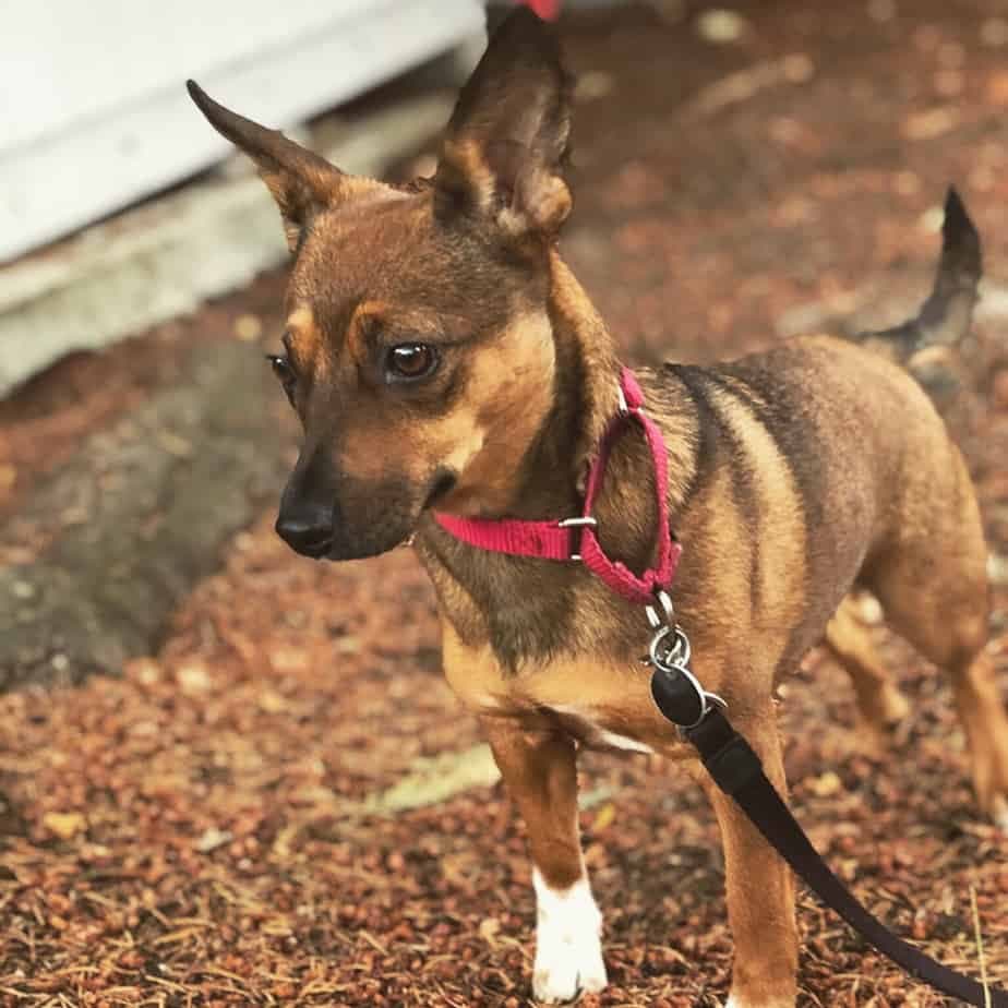 Chihuahua german shepherd mix 