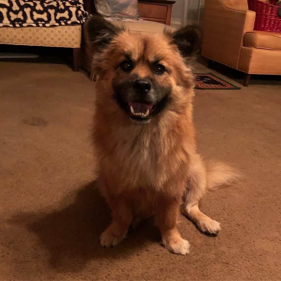 Chow Chow German Shepherd Mix