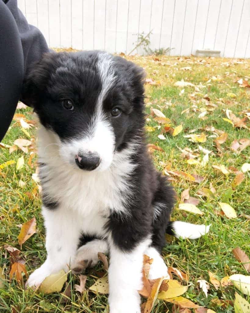 Border Collie German Shepherd Mix