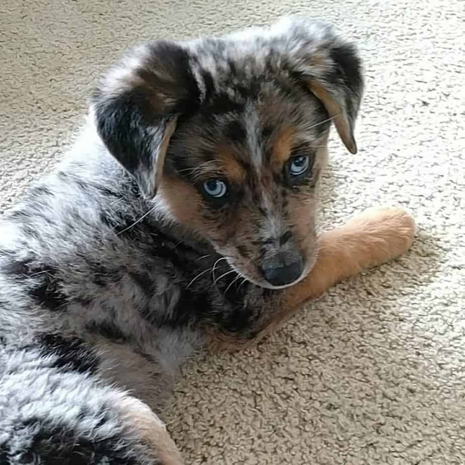 Australian shepherd german shepherd mix