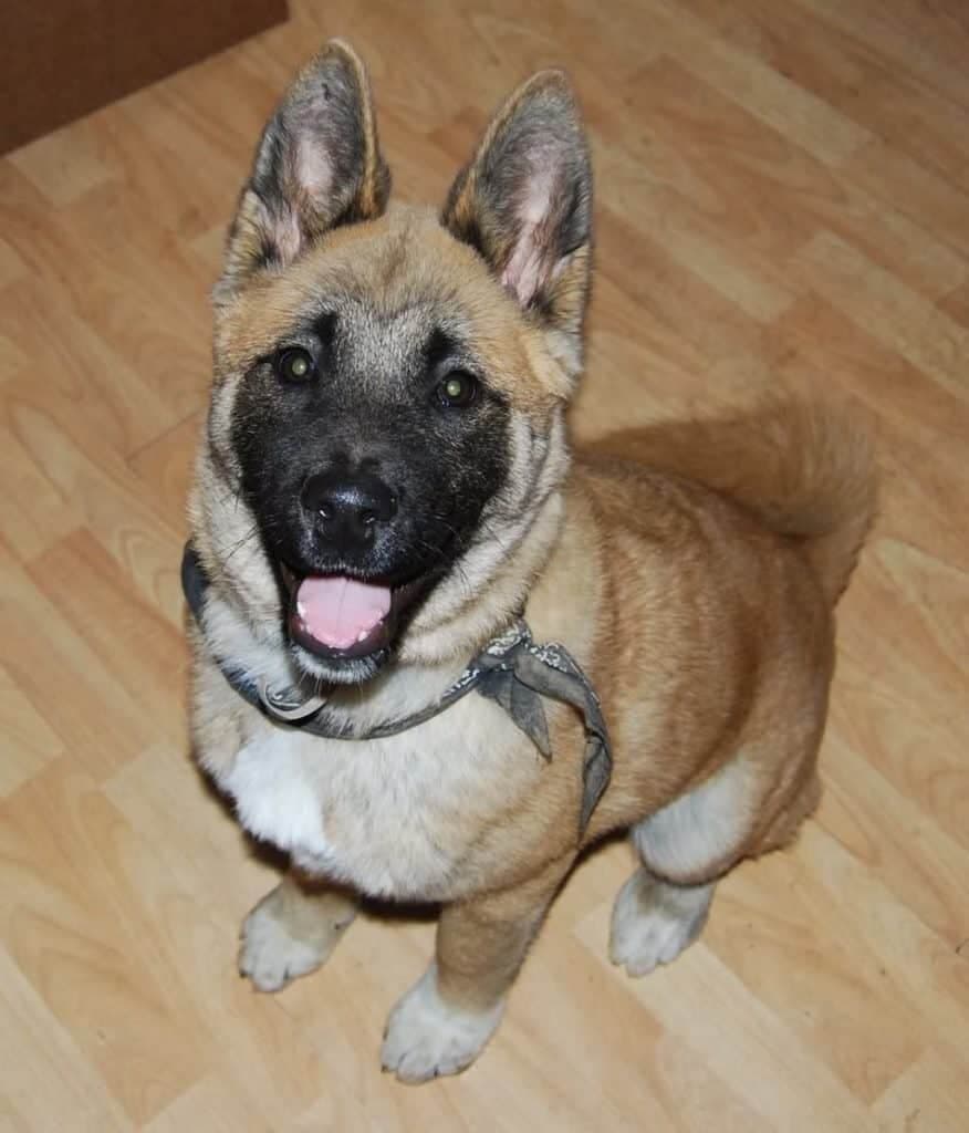 Pug German Shepherd Mix