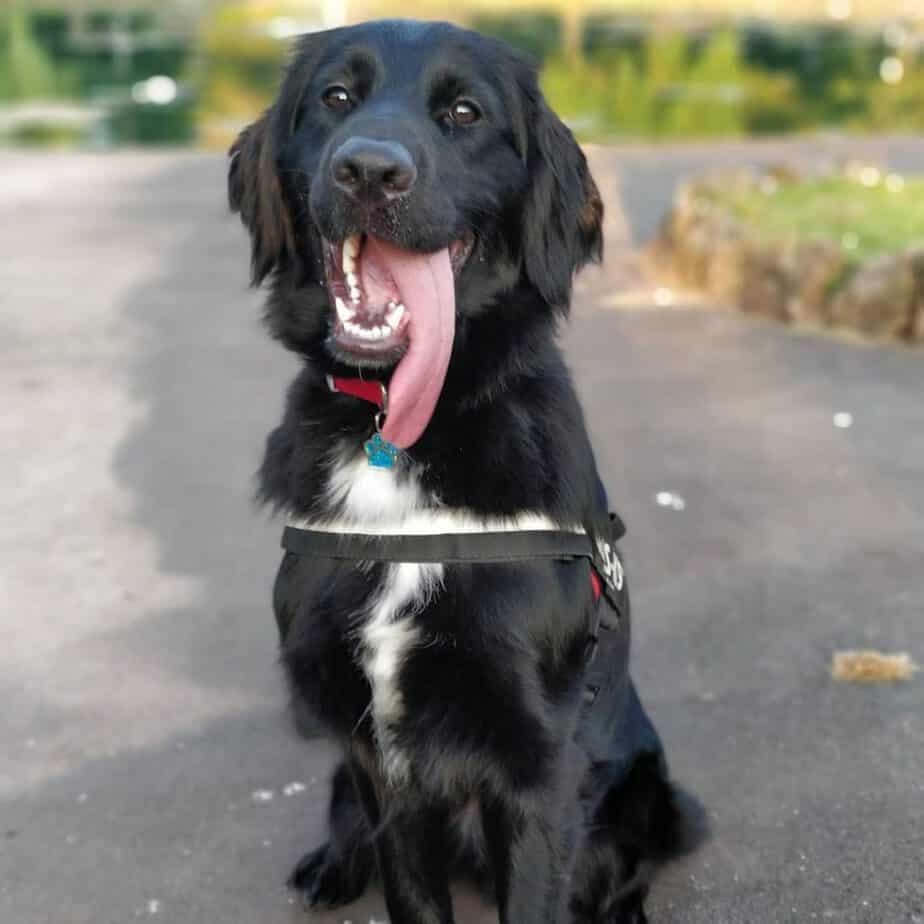 Cocker spaniel german shepherd mix 