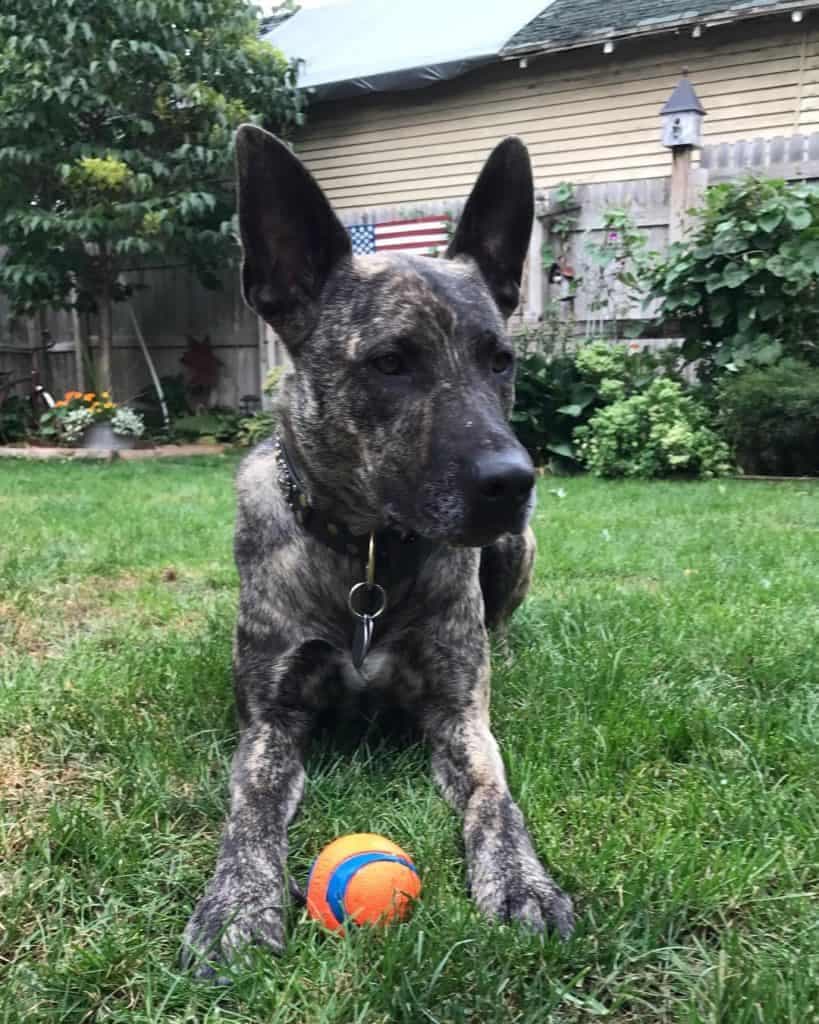 American Bulldog German Shepherd Mix