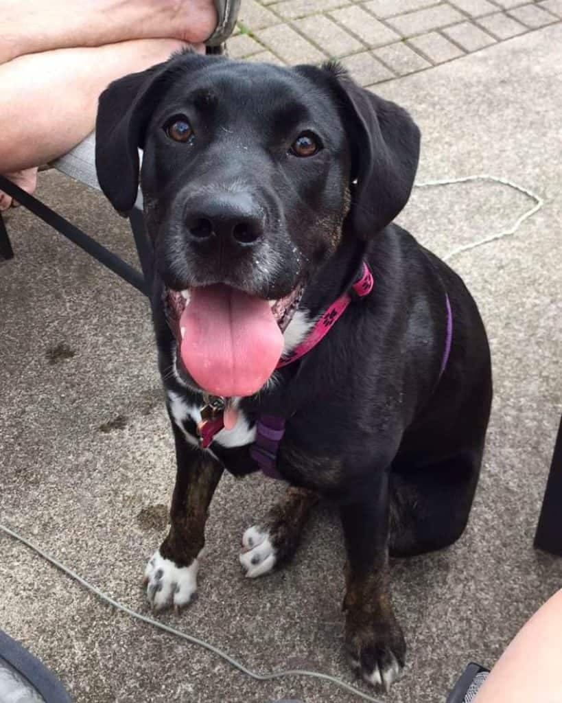 Cane corso german shepherd mix 