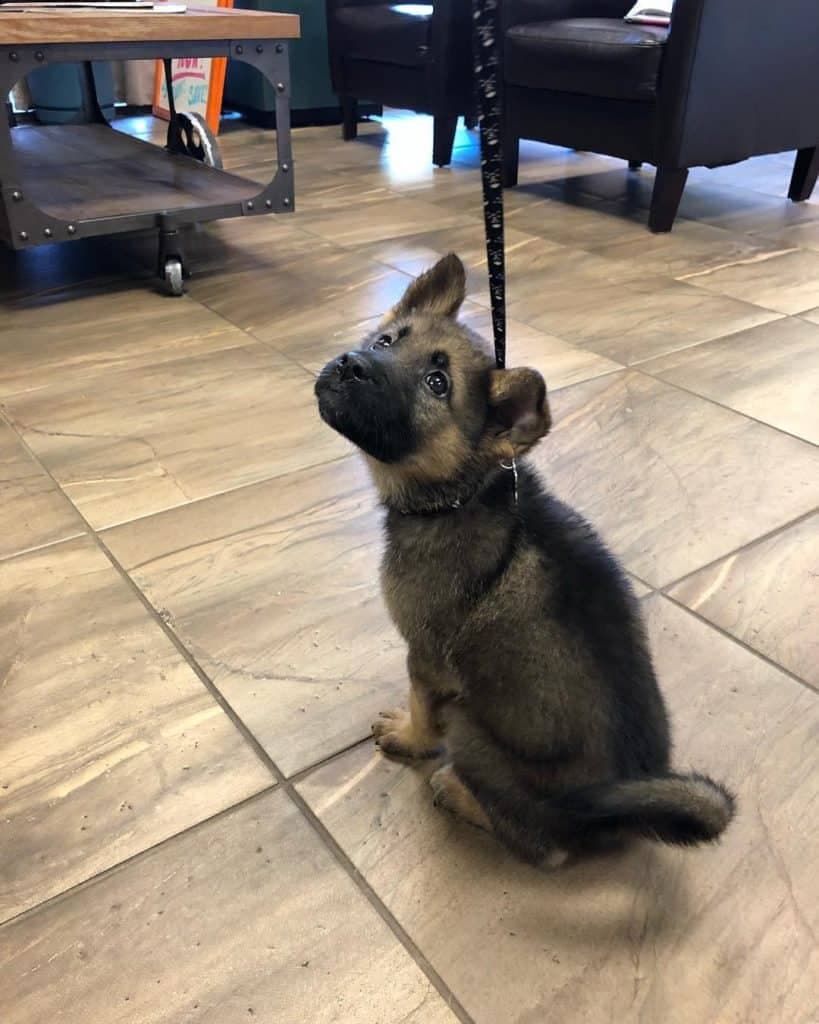 Akita German Shepherd Mix 