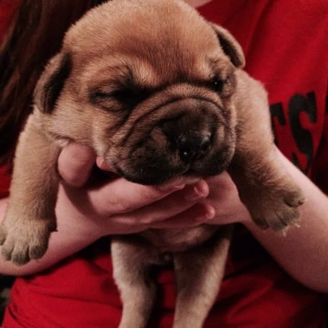 English bulldog german shepherd sales mix