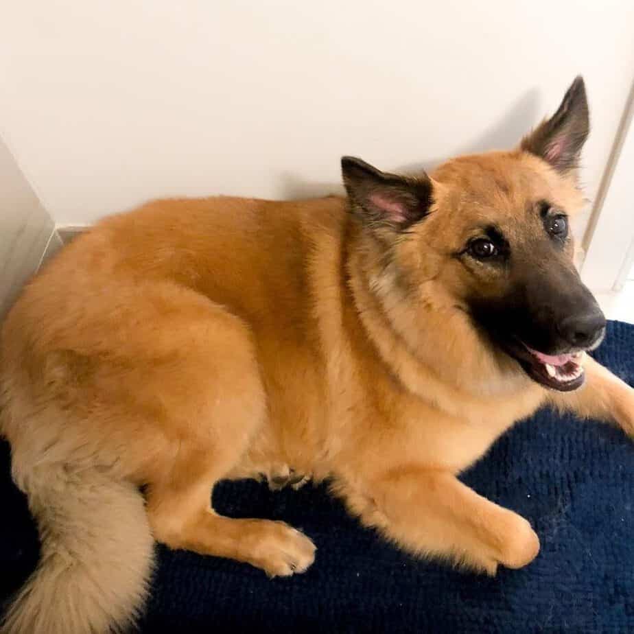 Golden Retriever German Shepherd Mix