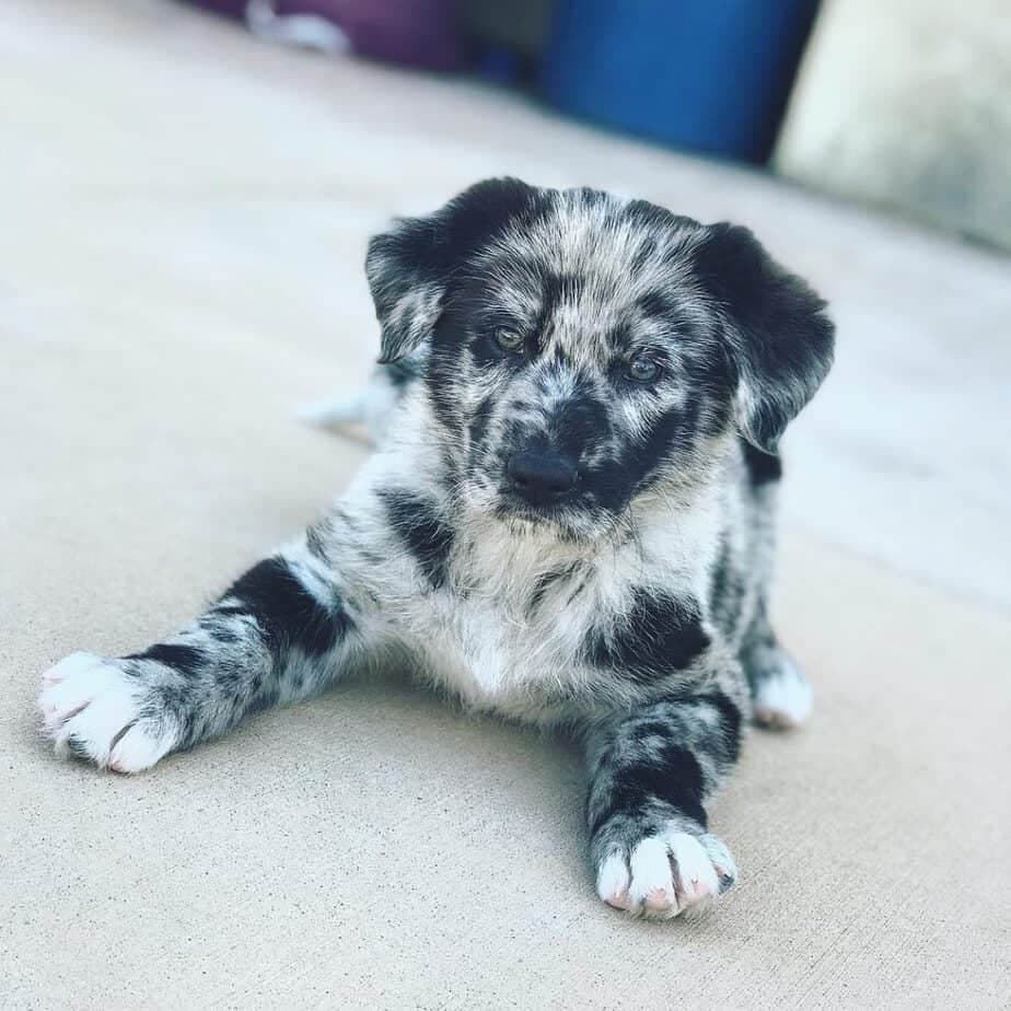 Catahoula german shepherd mix