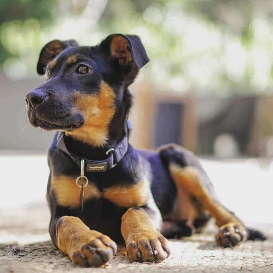 Doberman german shepherd mix