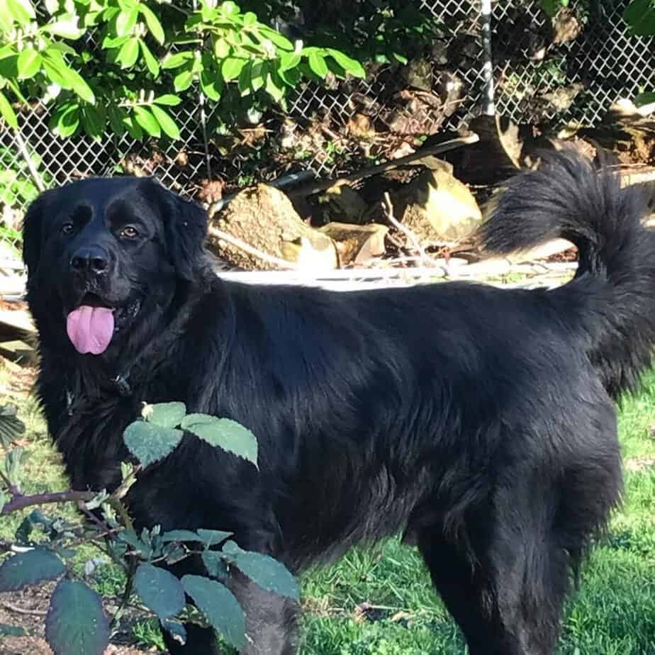 Newfoundland german shepherd mix