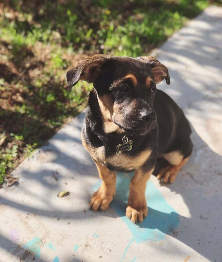 Boxer Pitbull Mix