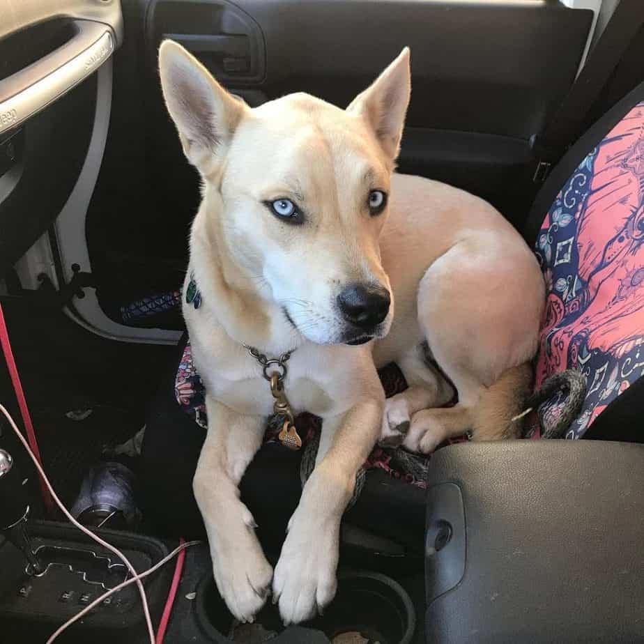 Husky pitbull mix